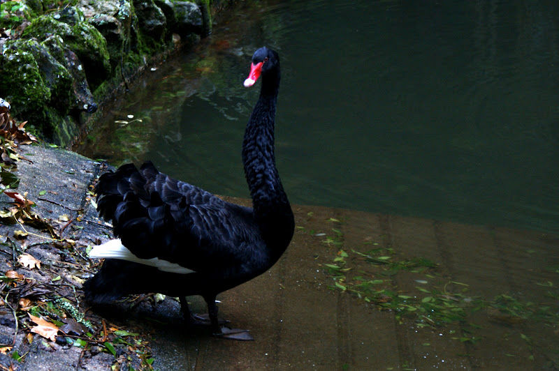 Mata nacional do Buçaco