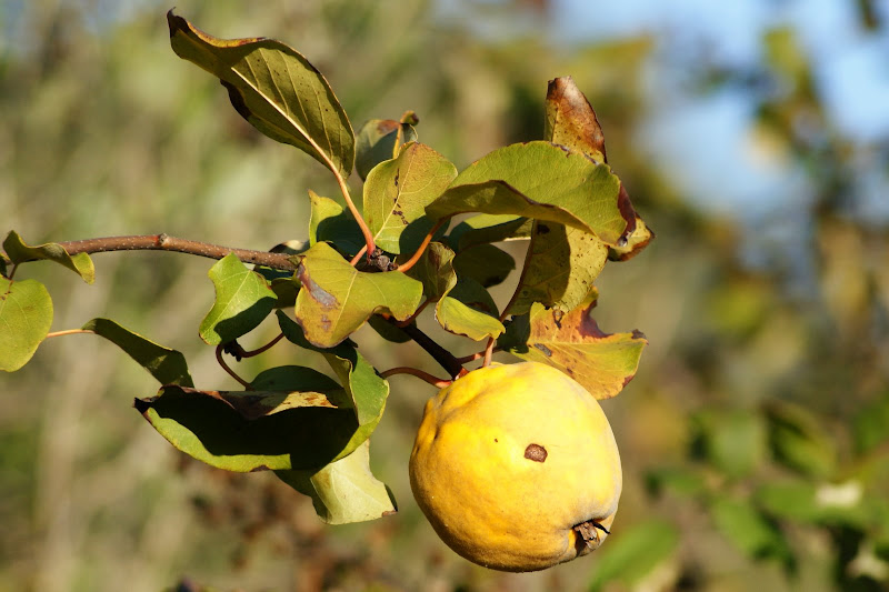Cores do Inverno, Marmelo