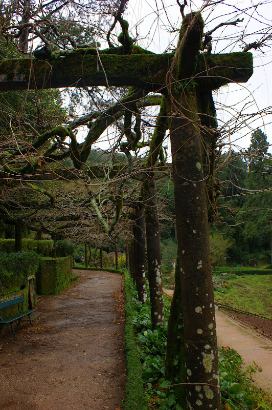 Jardim do palácio do Buçaco no inverno