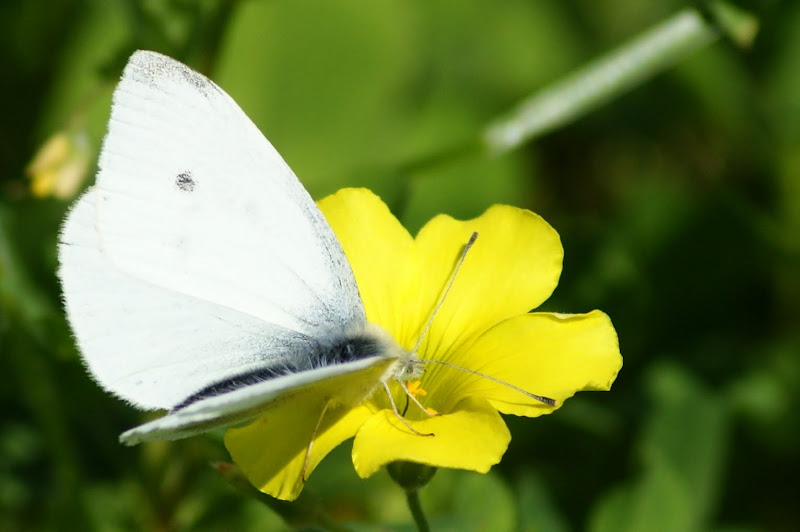 Borboleta na flor de trevo