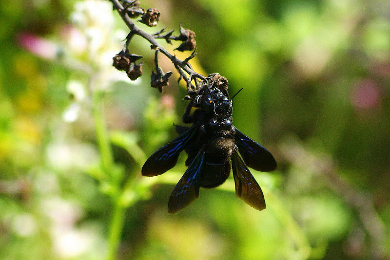 Moscardos, sexo no ar