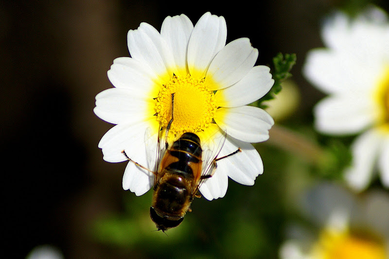 Sírfídeo nas flores silvestres