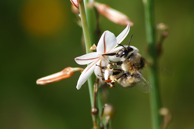 Detalhes da primavera, abelha na flor