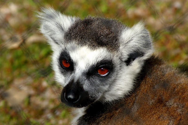 Lémurs no Monte Selvagem
