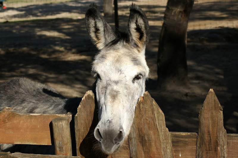 O burro
