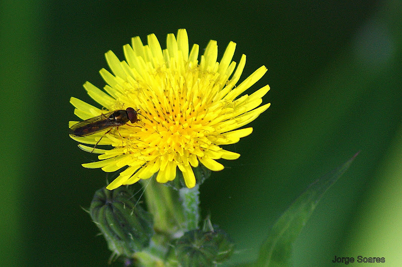 Detalhes... insecto em dente de leão