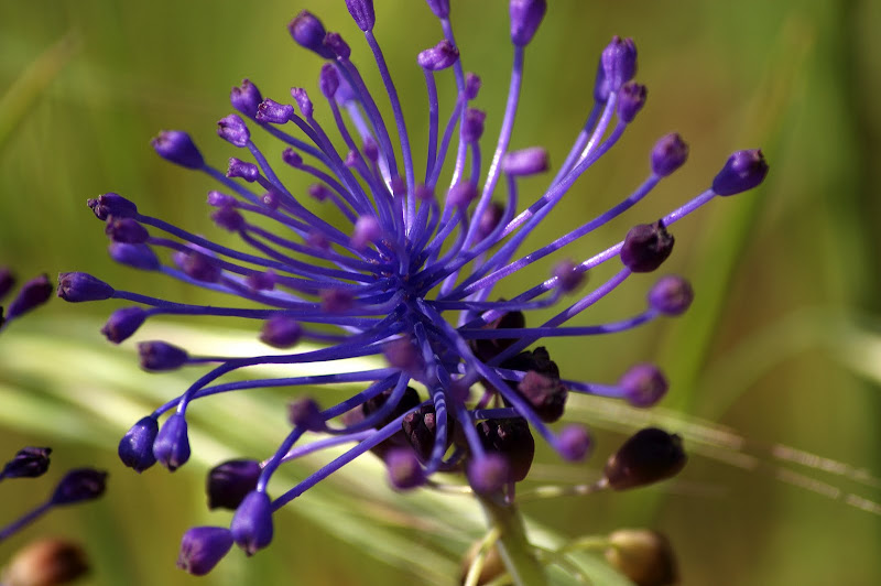 Detalhes da primavera