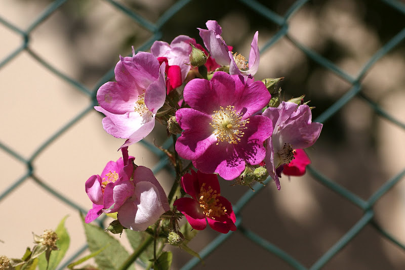 Rosas