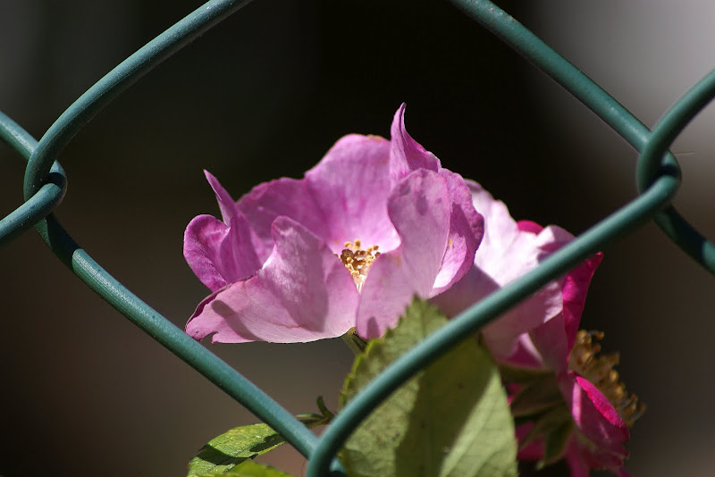 Rosas