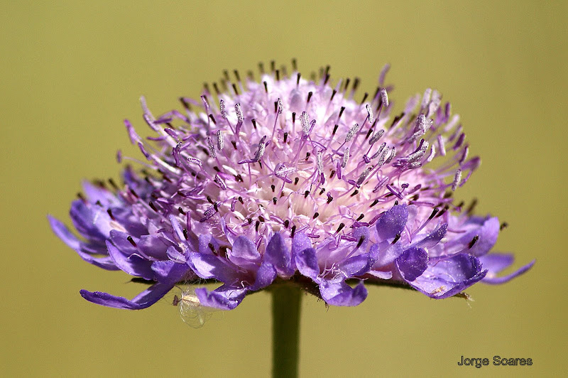 Detalhes de uma flor silvestre
