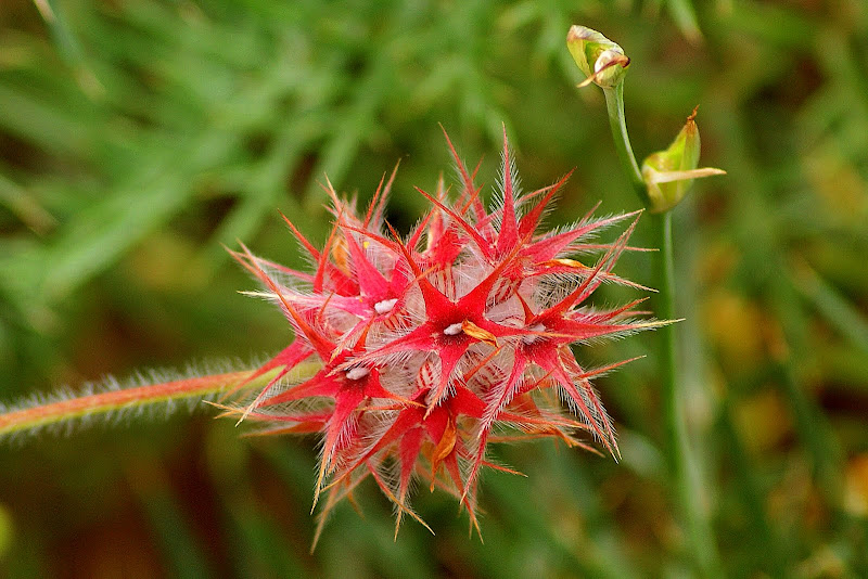 Detalhes, a joaninha nos cardos