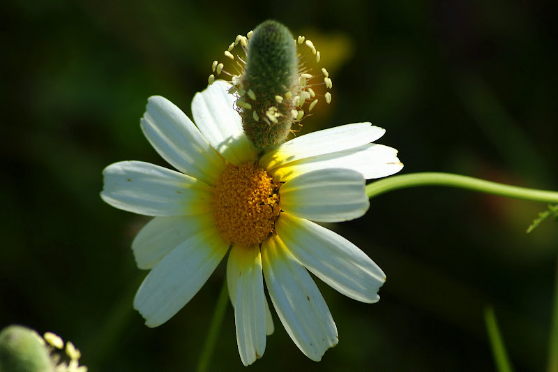Detalhes da Primavera