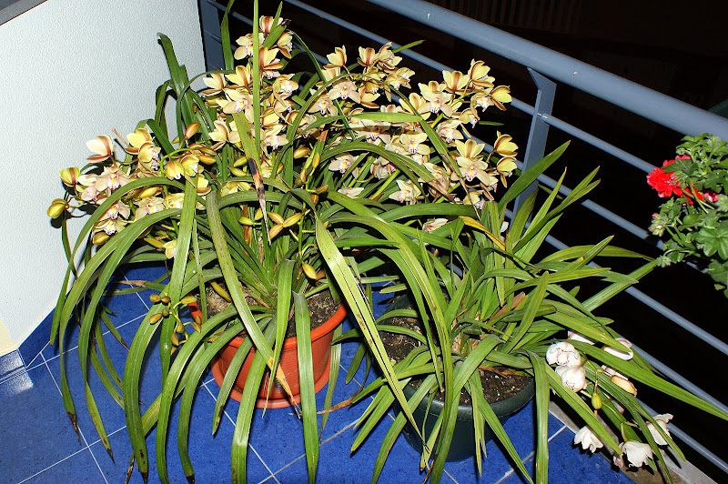 Orquídeas
