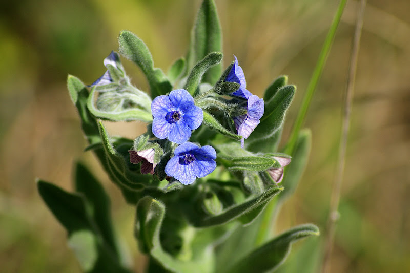 Flotres da Arrábida