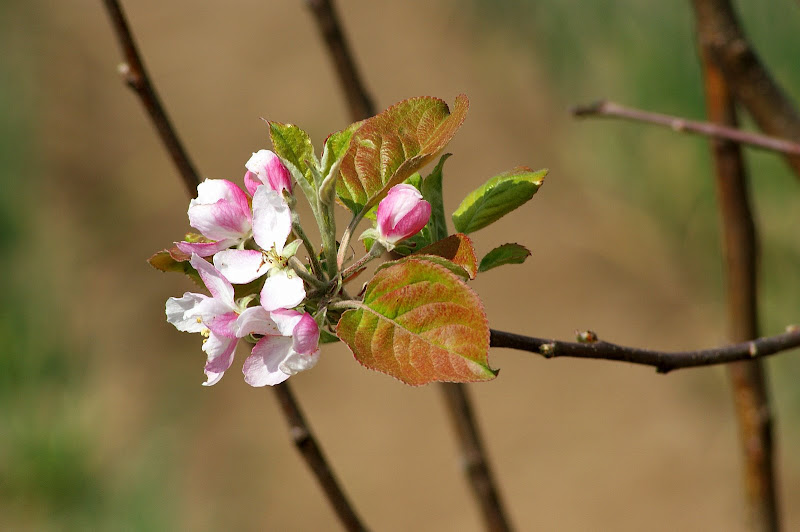 Flor de macieira
