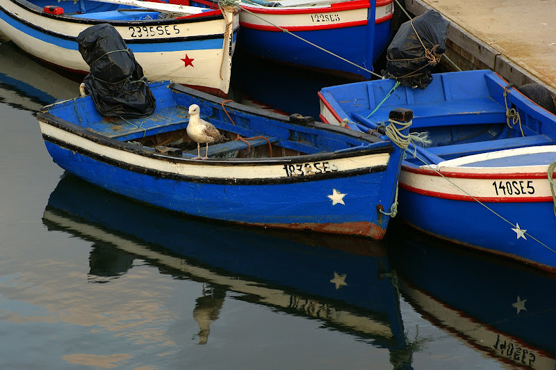 A gaivota e o barquinho azul