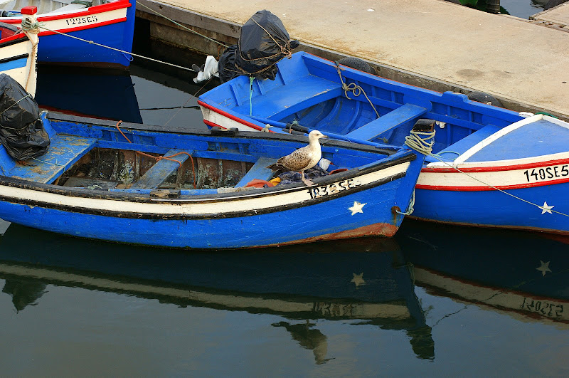 A gaivota e o barco azul do Rio Sado