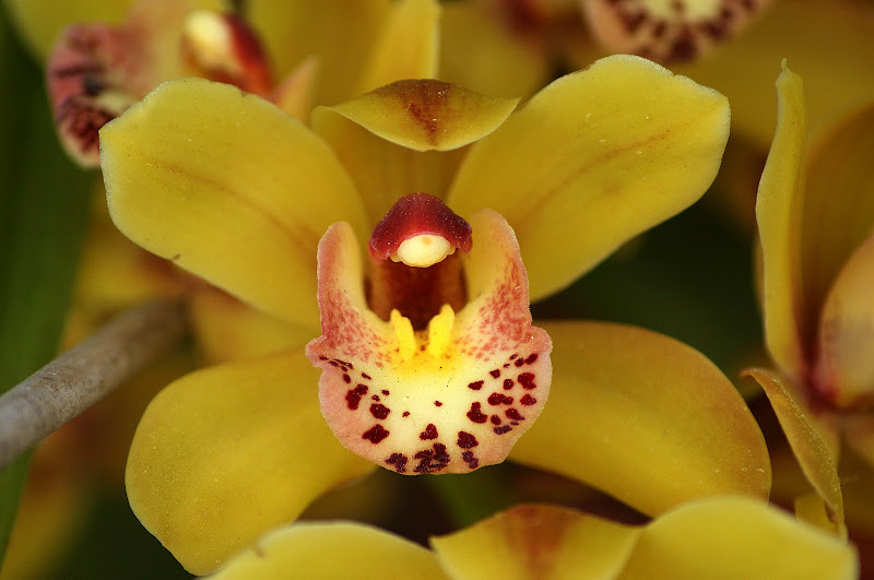Orquídea amarela
