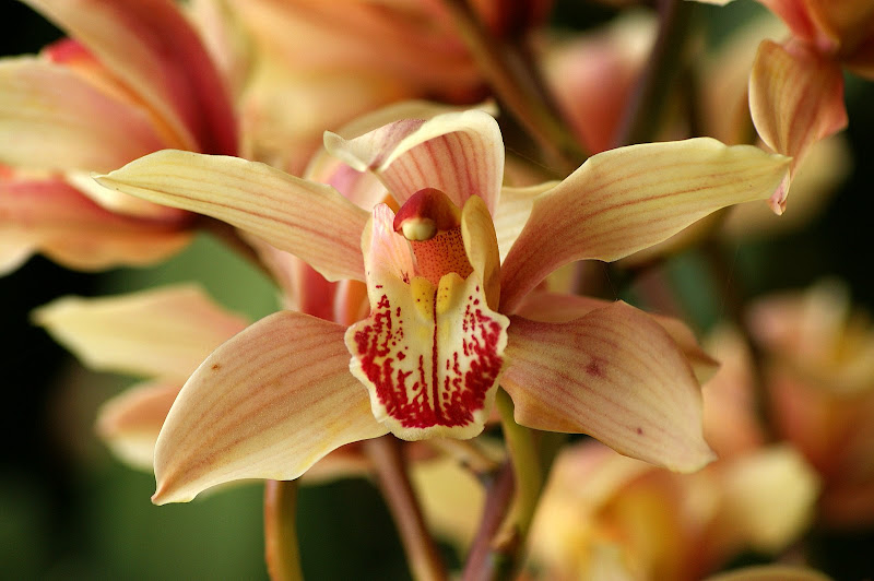 Orquidea laranja e rosa