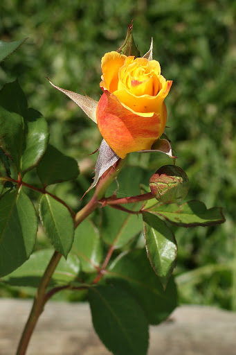 Uma rosa para as mães