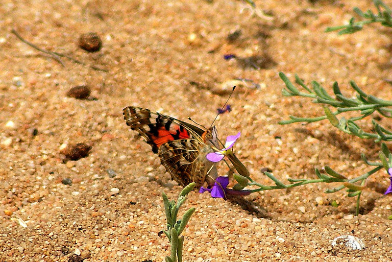 Borboletas das dunas