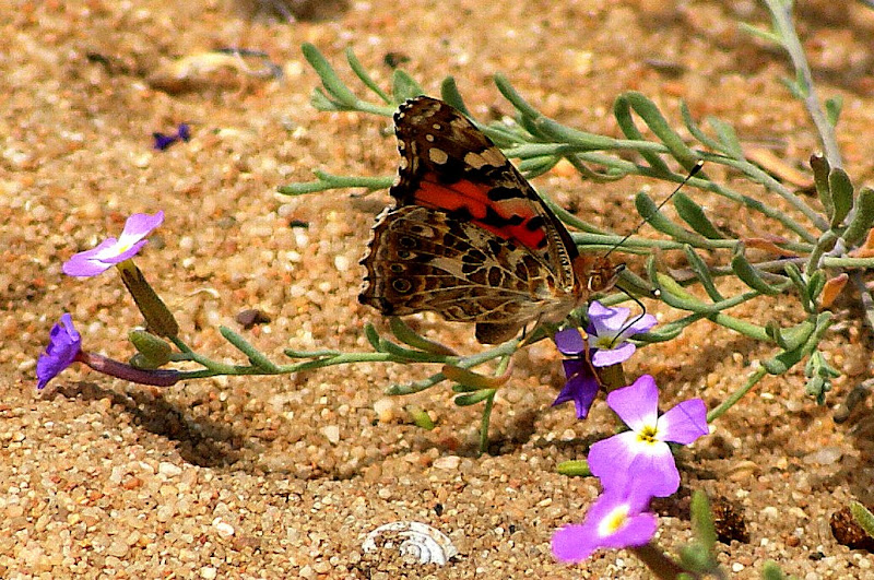 Borboleta das dunas no Alentejo