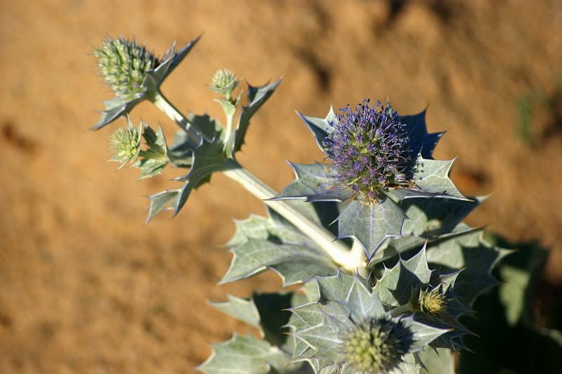 Cardos na praia do Malhão
