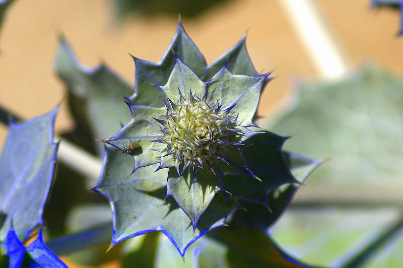 Cardos na areia do Malhão