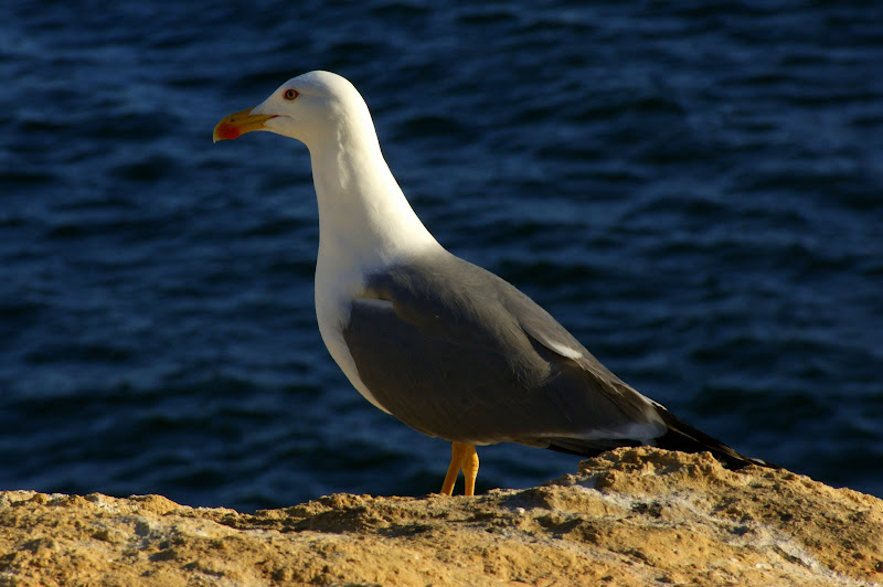Gaivotas ao fim da tarde