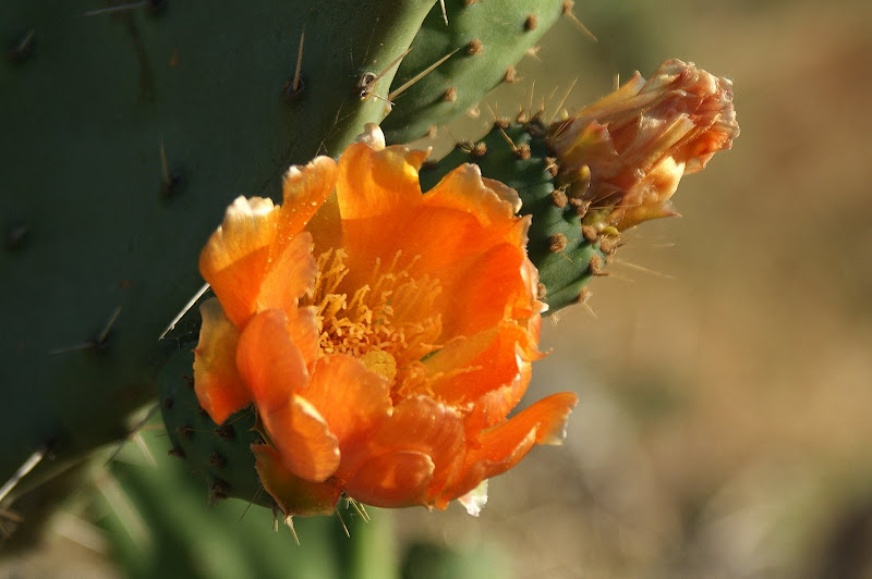 Flor de cacto em Setúbal