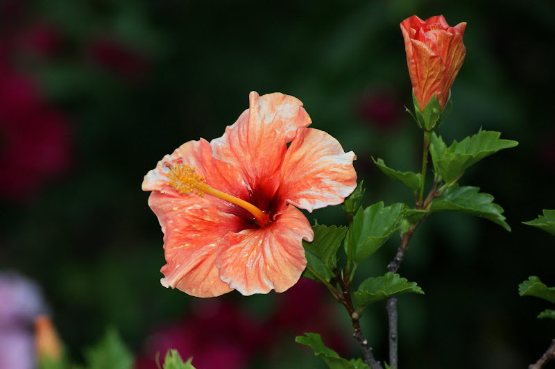 Flores ao fim de tarde