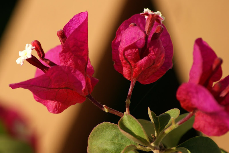 Verão, bubgavillias