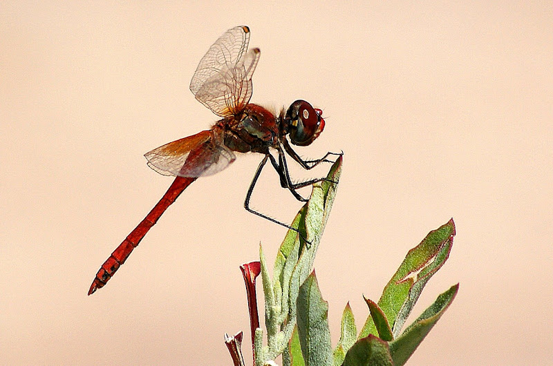 Libelinha em Valência