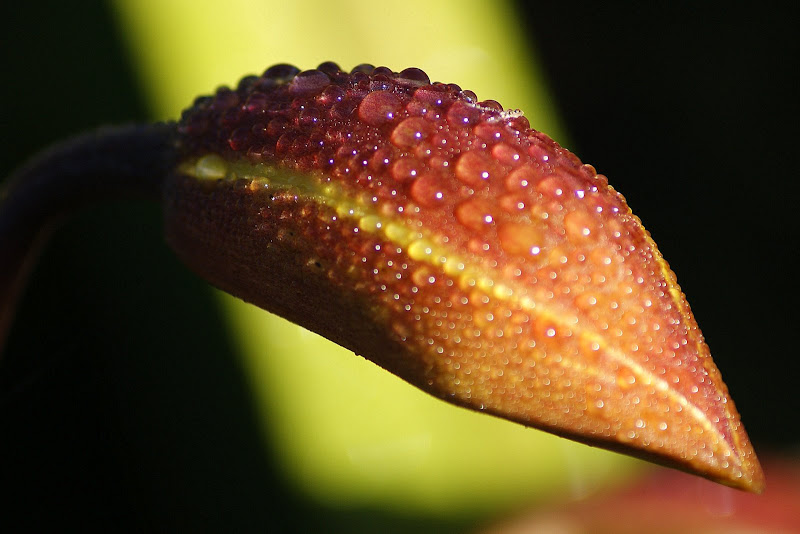 Orquideas amarelas