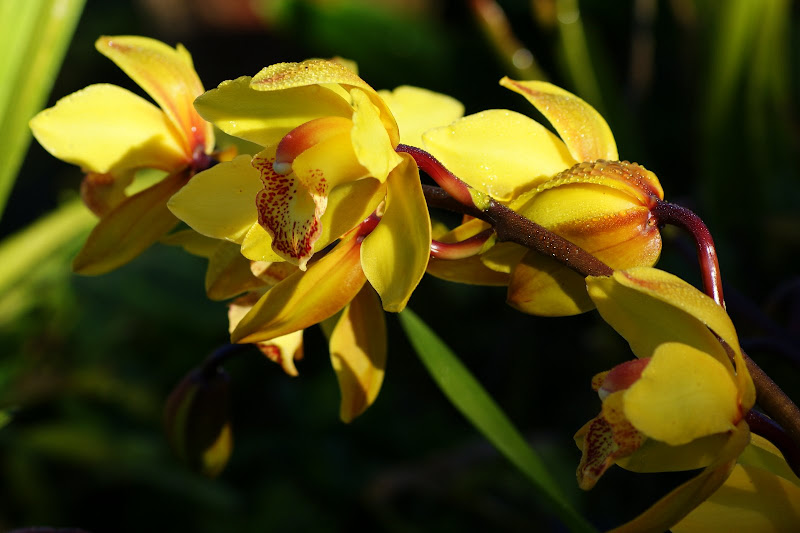 Orquidea amarela