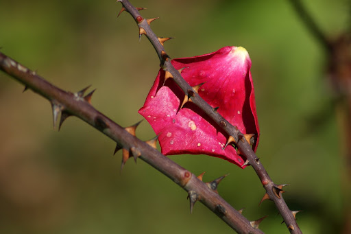 Quando uma rosa morre