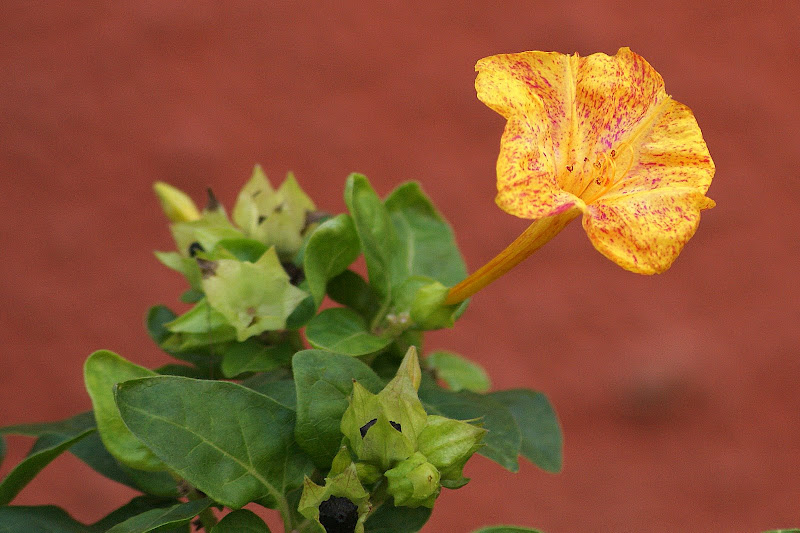 Cores das flores laranja