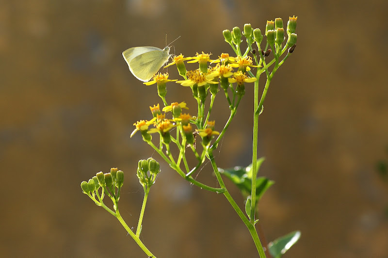 A borboleta e as flores amarelas