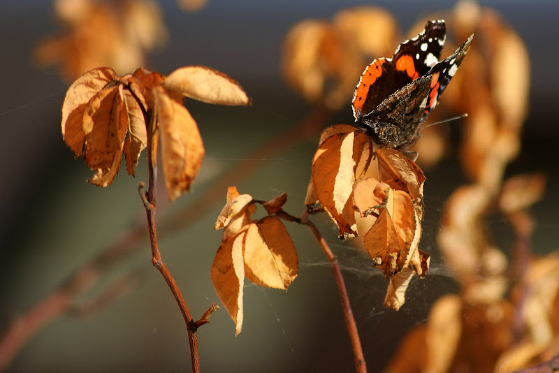 Borboleta, almirante vermelho, vanessa atalanta