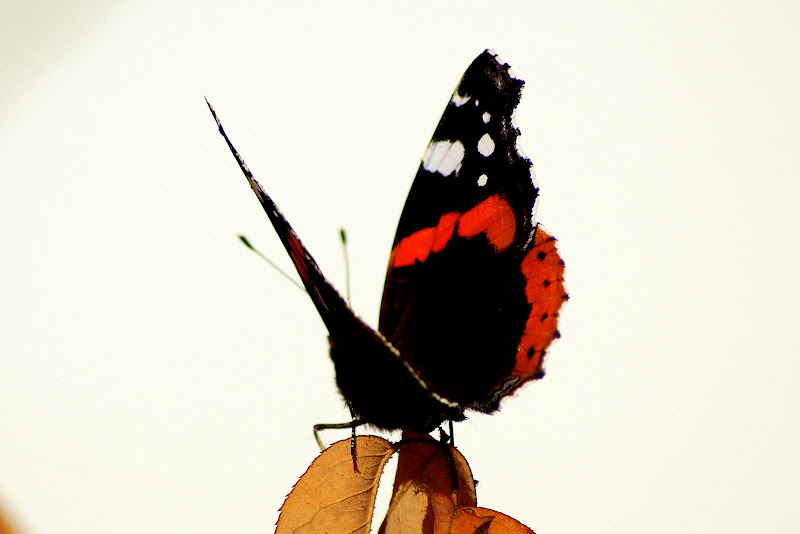 Borboleta, almirante vermelho, vanessa atalanta