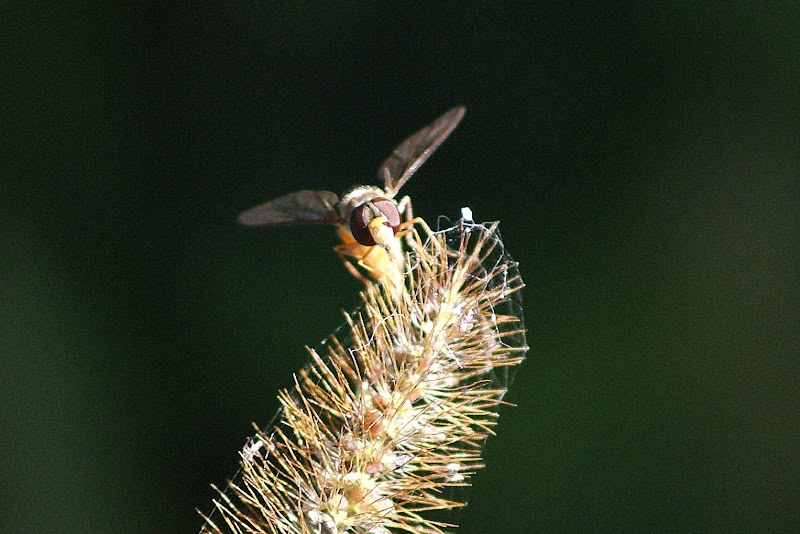 As coisas mais simples da natureza..são as mais belas