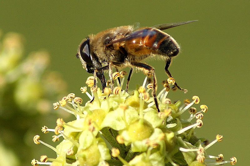 A abelha