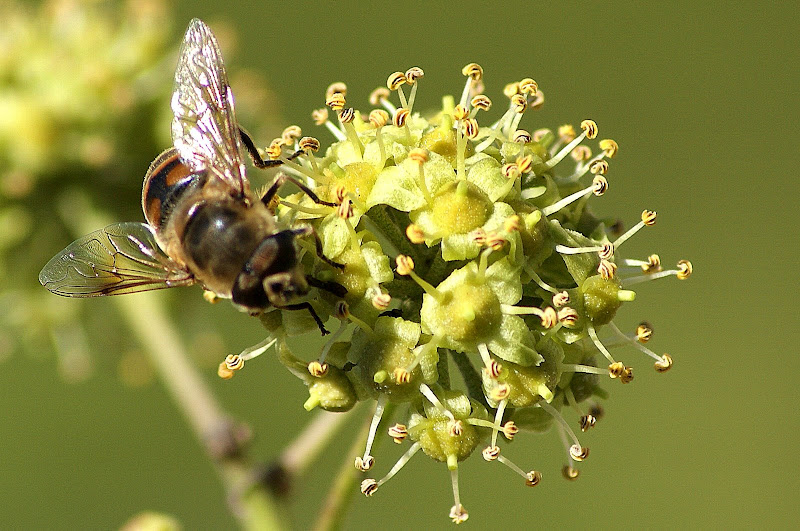 Abelha na flor da Hera