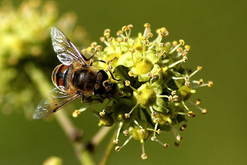 Abelha na flor da Hera