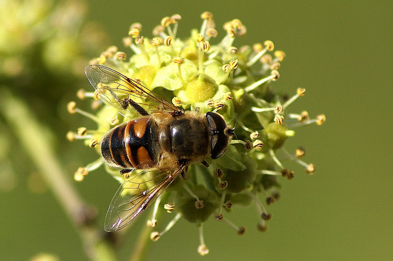 Abelha na flor da Hera