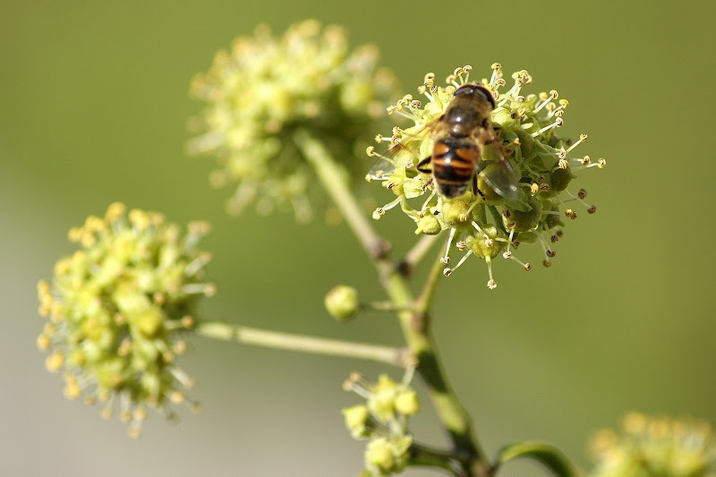 A abelha na flor da hera