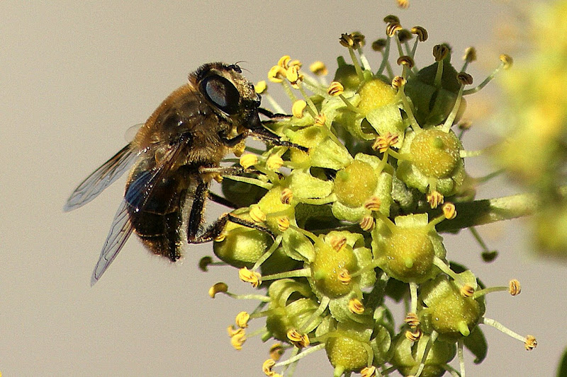 Flor de Hera e um Eristalis tenax