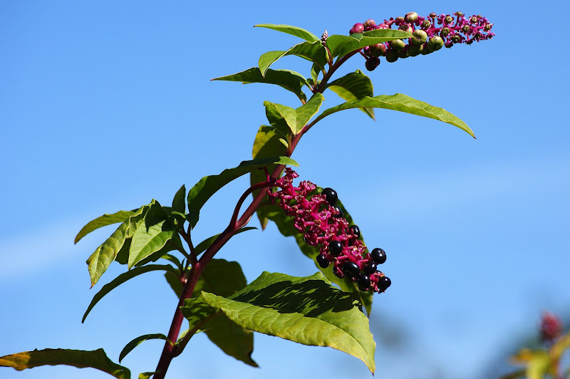 Tons do Outono, Lilás