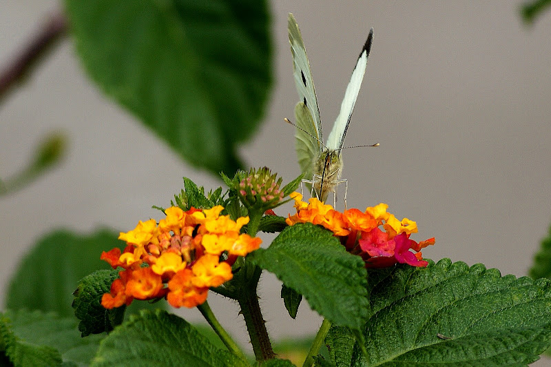 Borboletas nas flores