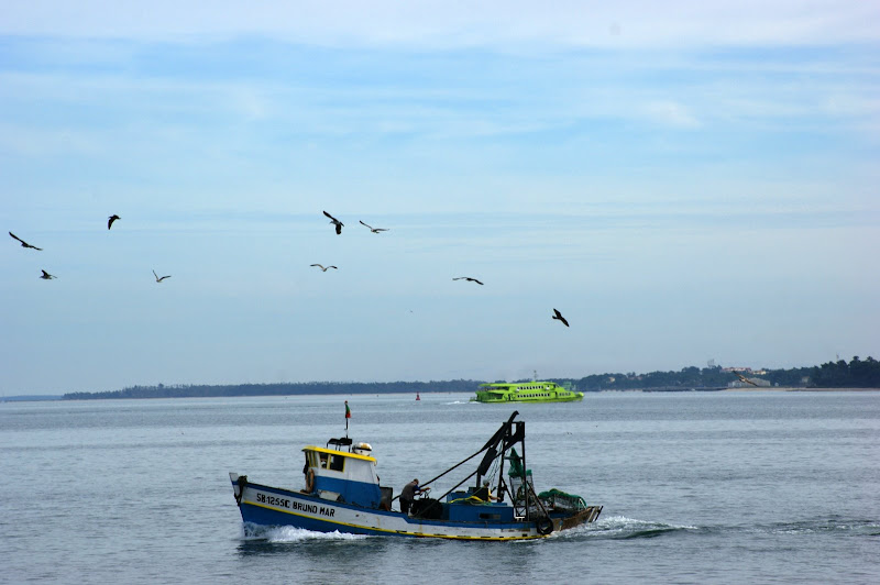 O barco e o Sado..gaivotas